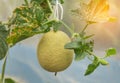 young yellow melon or japanness melon growing in greenhouse Royalty Free Stock Photo