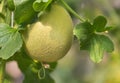 Young yellow melon or japanness melon hanging on tree Royalty Free Stock Photo