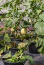 Young yellow melon or japanness melon hanging on tree Royalty Free Stock Photo