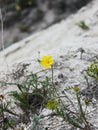 A young yellow mountain flower Royalty Free Stock Photo