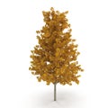 Young Yellow Poplar tree isolated on white. 3D illustration