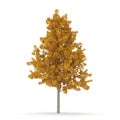 Young Yellow Poplar tree isolated on white. 3D illustration