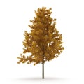 Young Yellow Poplar tree isolated on white. 3D illustration