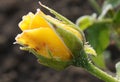 Young yellow rose with aphids and hoarfrost Royalty Free Stock Photo