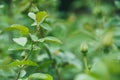 Young yellow rose buds on a green blurred background of bushes. Selective focus macro shot with shallow depth of field Royalty Free Stock Photo