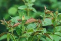 Young yellow rose buds on a green blurred background of bushes. Selective focus macro shot with shallow depth of field Royalty Free Stock Photo