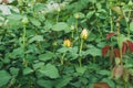 Young yellow rose buds on a green blurred background of bushes. Selective focus macro shot with shallow depth of field Royalty Free Stock Photo