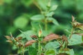 Young yellow rose buds on a green blurred background of bushes. Selective focus macro shot with shallow depth of field Royalty Free Stock Photo