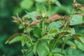 Young yellow rose buds on a green blurred background of bushes. Selective focus macro shot with shallow depth of field Royalty Free Stock Photo