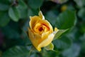 Young yellow rose Royalty Free Stock Photo