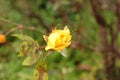 Young yellow rose of late November Royalty Free Stock Photo