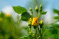 Young yellow rose with leaf Royalty Free Stock Photo