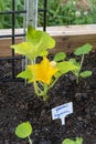Young Yellow Squash Blossom in Patio Garden