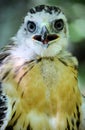 Young yellow tail hawk