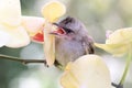 A young yellow vented bulbul preys on a dragonfly on a wild orchid.