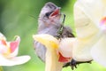 A young yellow vented bulbul preys on a dragonfly on a wild orchid.