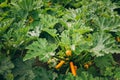 Young Yellow Zucchini Or Courgette In Summer Garden Royalty Free Stock Photo