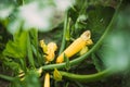 Young Yellow Zucchini Or Courgette In Summer Garden Royalty Free Stock Photo
