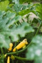 Young Yellow Zucchini Or Courgette In Summer Garden Royalty Free Stock Photo