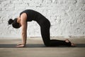 Young yogi attractive woman in Cat pose, white loft background