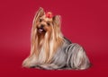 Young Yorkie on dark red