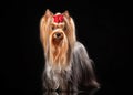 Young Yorkie female dog on black background Royalty Free Stock Photo