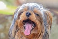 Young YorkiePoo puppy smiling big