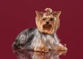Young Yorkies on dark red background Royalty Free Stock Photo