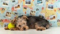 Young Yorkshire dog, lying with his tennis ball, on a geographic and travel map background Royalty Free Stock Photo