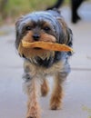 Little yorkie Poo puppy carrying his chew toy