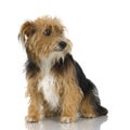 Young Yorkshire Terrier