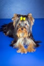 Young Yorkshire Terrier