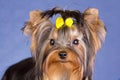 Young Yorkshire Terrier close-up