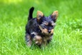 Young Yorkshire Terrier is having fun