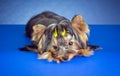 Young Yorkshire Terrier lying