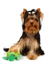 Young Yorkshire Terrier with a smiling turtle toy
