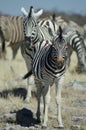 Young Zebra Royalty Free Stock Photo