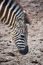 Young zebra