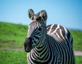 A young zebra alert and looking forward