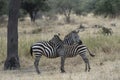 Young zebra with brown fluffy coat Royalty Free Stock Photo