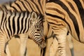 Young zebra Royalty Free Stock Photo