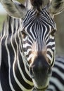 Young Zebra in the Wild in Zimbabwe Royalty Free Stock Photo