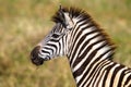 Young Zebra Colt Wildlife Royalty Free Stock Photo