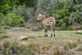 Young Zebra in De hoop nature reserve