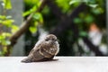 Young Zebra dove Geopelia striata