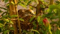 A young Zebra Dove nesting in a Hibiscus tree