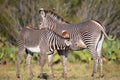 Young zebra drinking milk from his mother