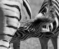 Young zebra feeds from its mother, photographed in monochrome at Knysna Elephant Park, Garden Route, Western Cape, South Africa. Royalty Free Stock Photo