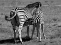 Young zebra feeds from its mother, photographed in monochrome at Knysna Elephant Park, Garden Route, Western Cape, South Africa. Royalty Free Stock Photo