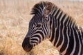 Young zebra foal head portrait with golden backlight Royalty Free Stock Photo